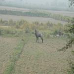 Vraj-Yatra-2014- (1416)